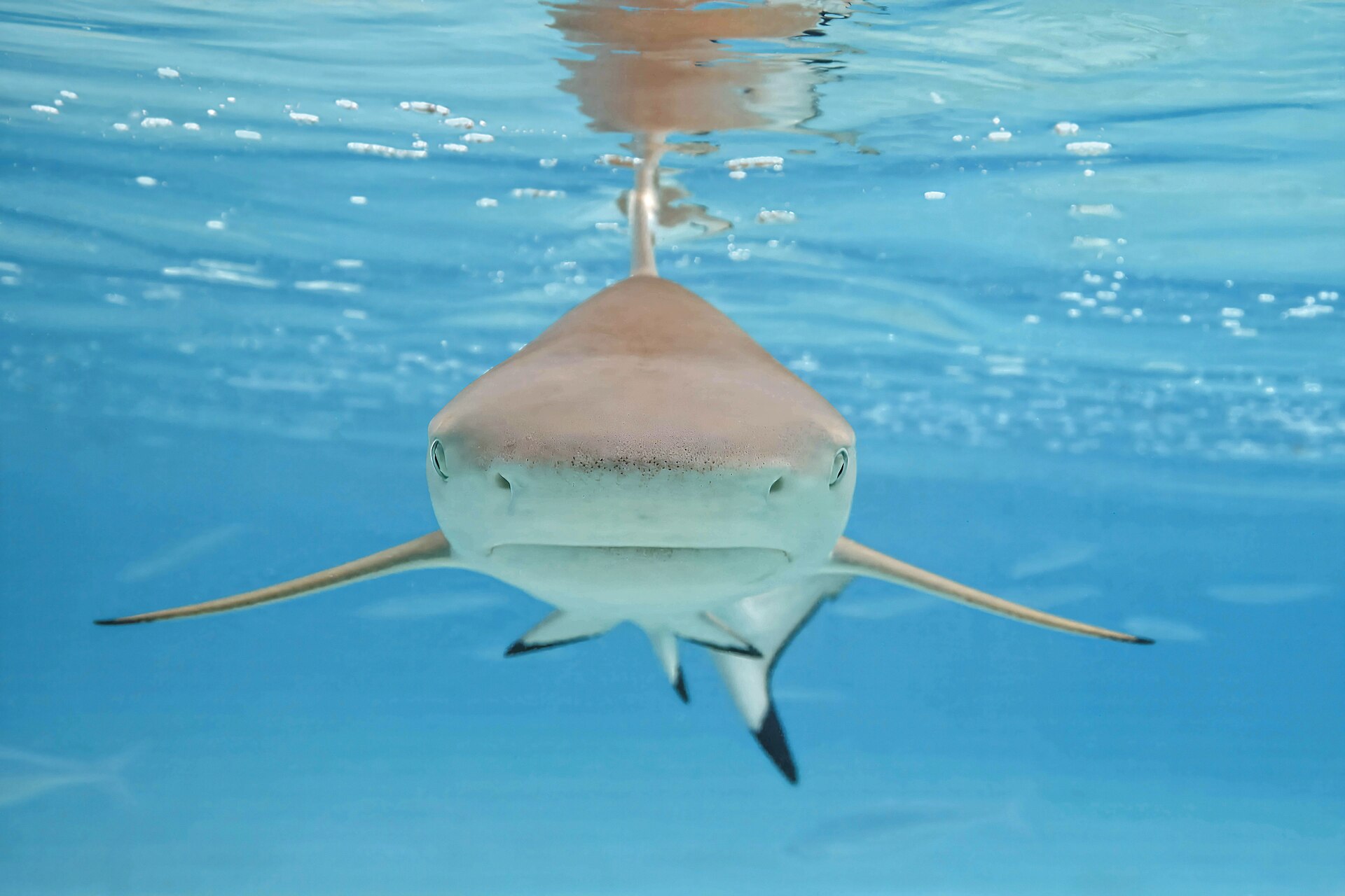 A blacktip reef shark cruising Moorea's lagoon