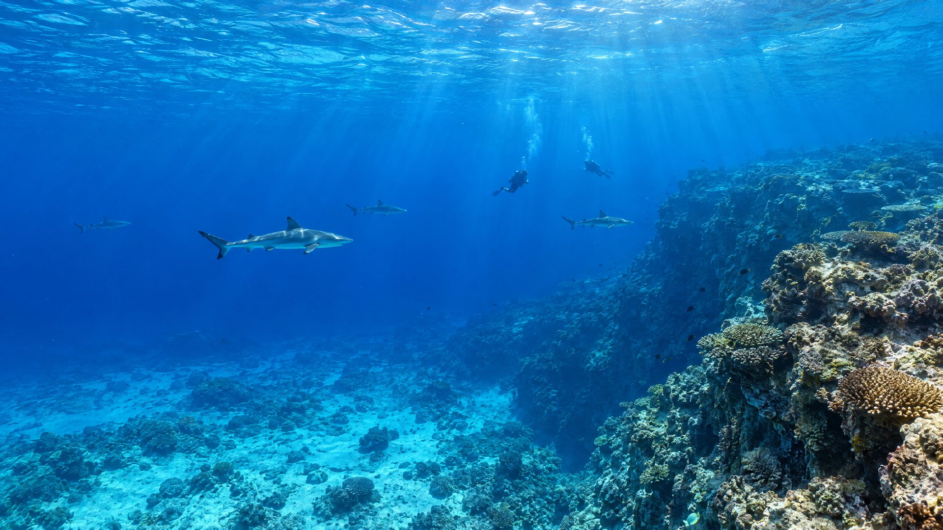 Diving