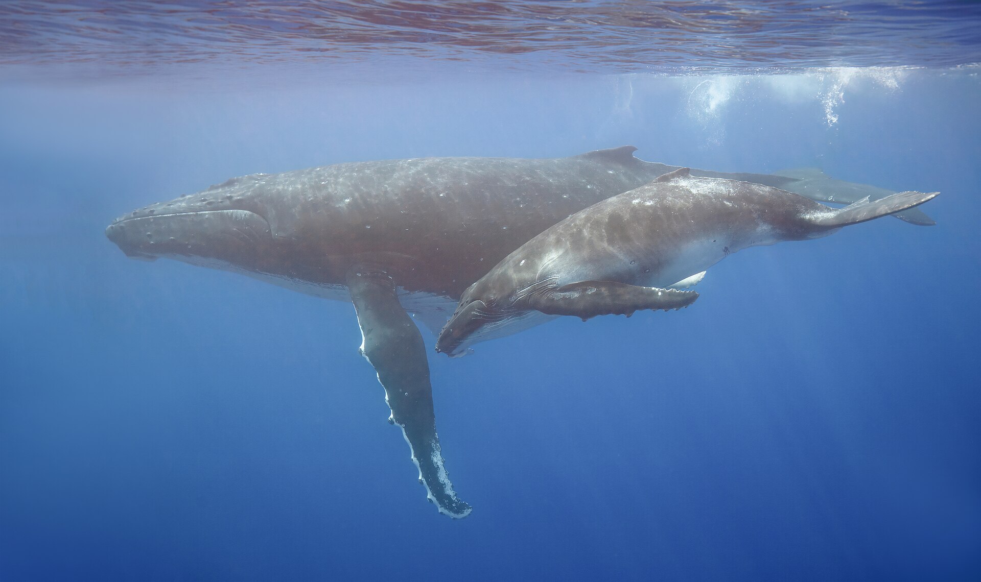 A humpback whale mother with her calf underwater off Moorea