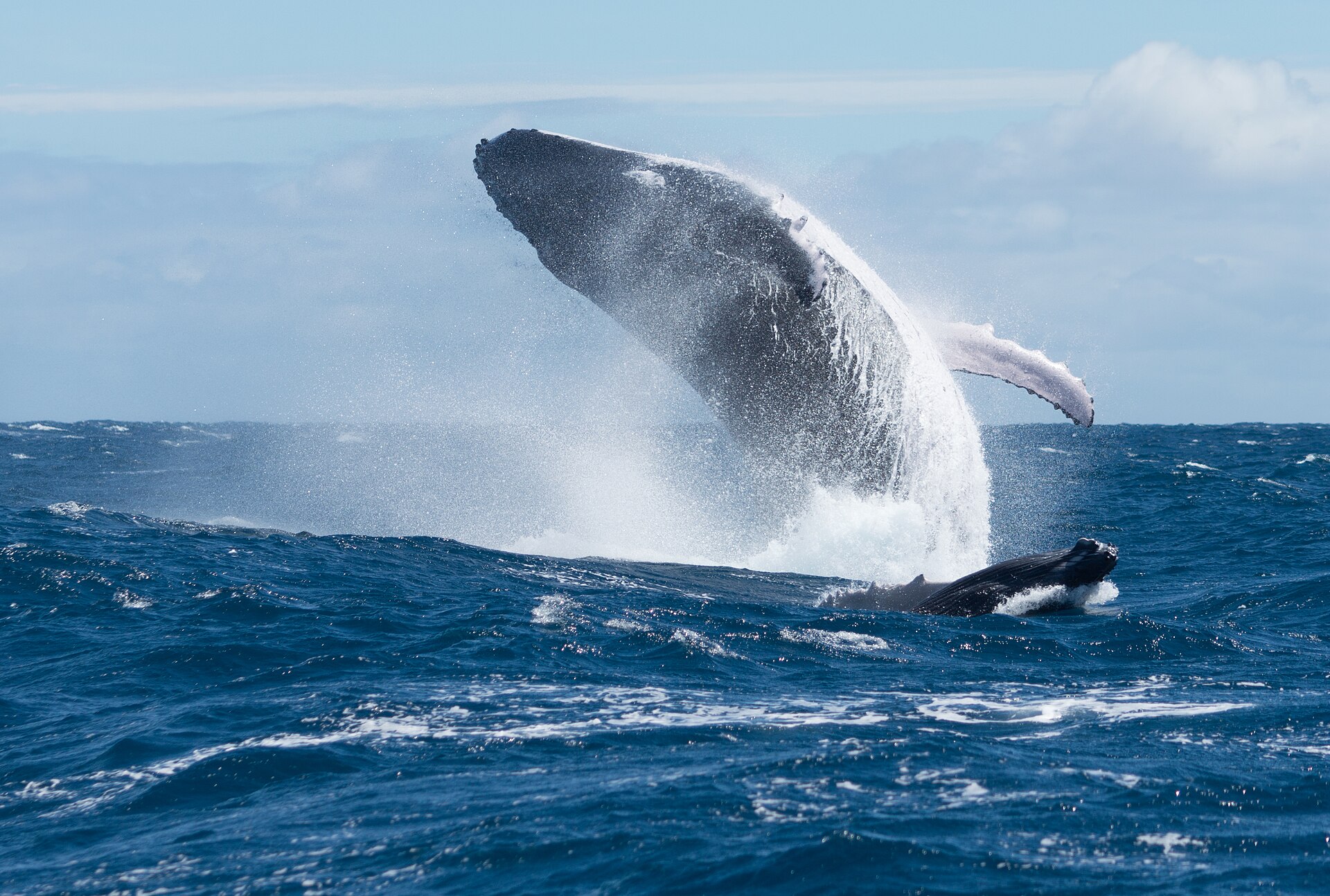 A humpback whale breaching
