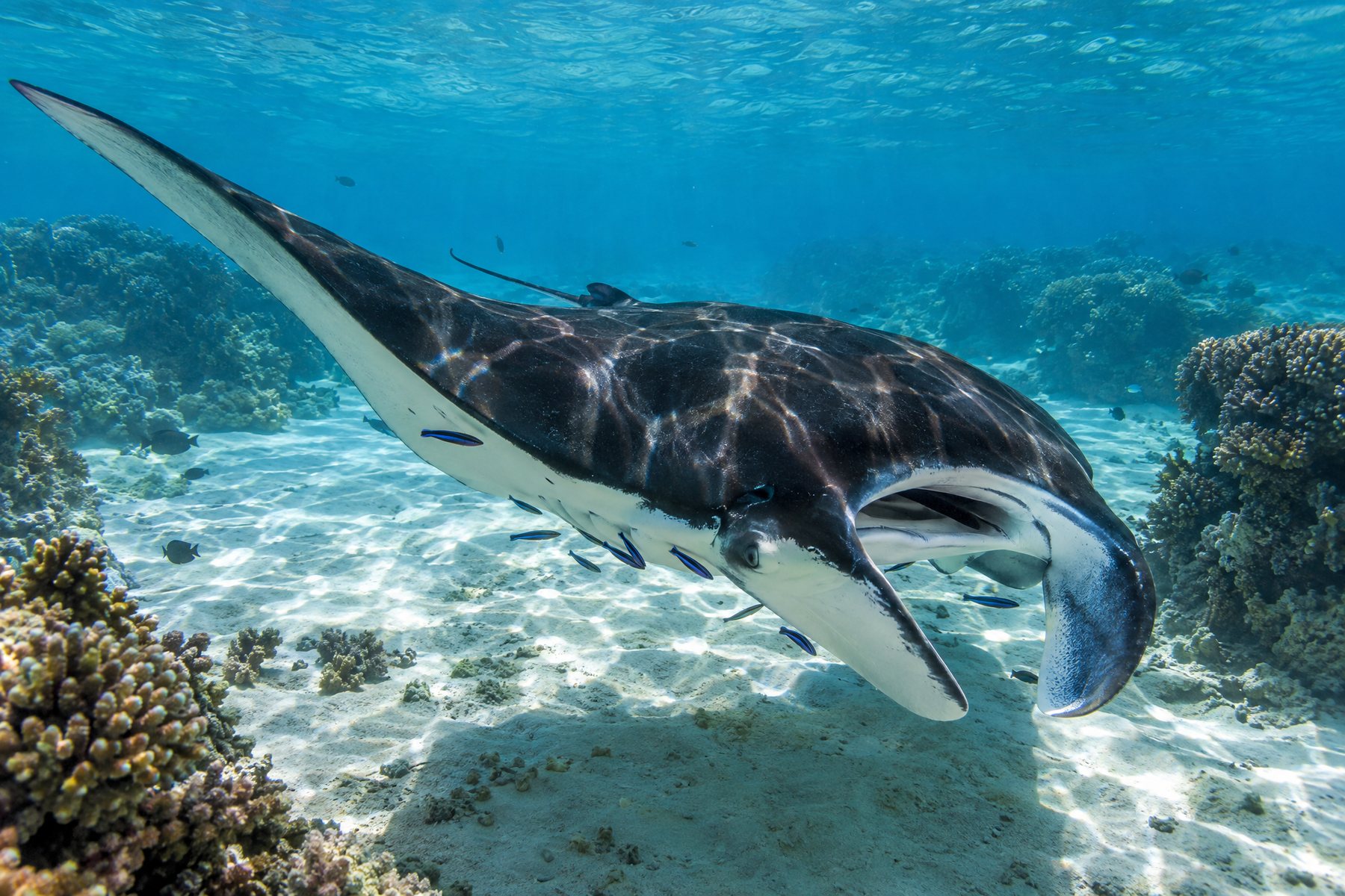 Maupiti and Tikehau mantas