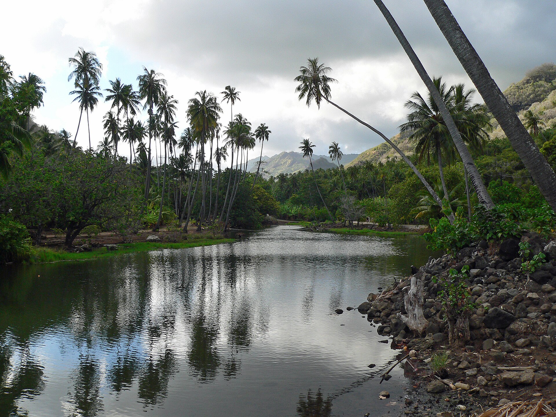 Palms along the river in Taipivai valley