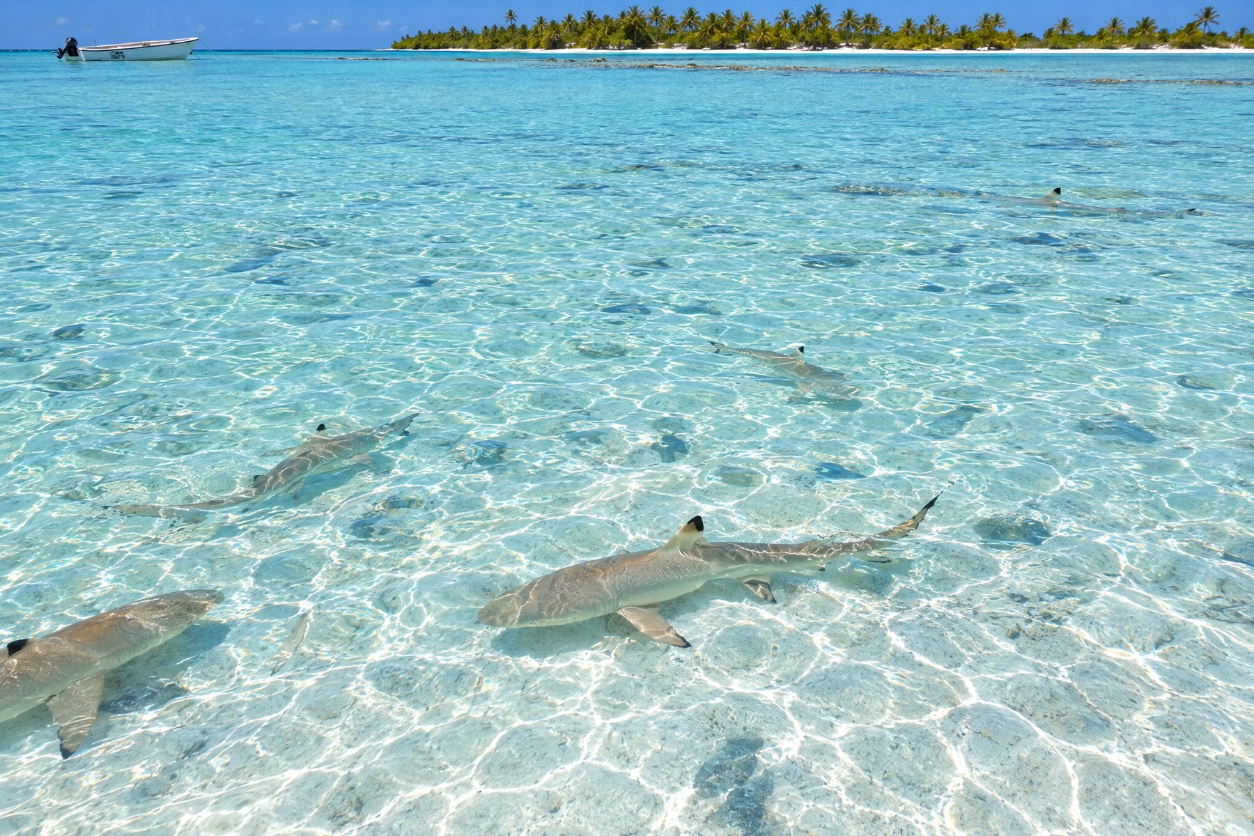 Rangiroa's Aquarium