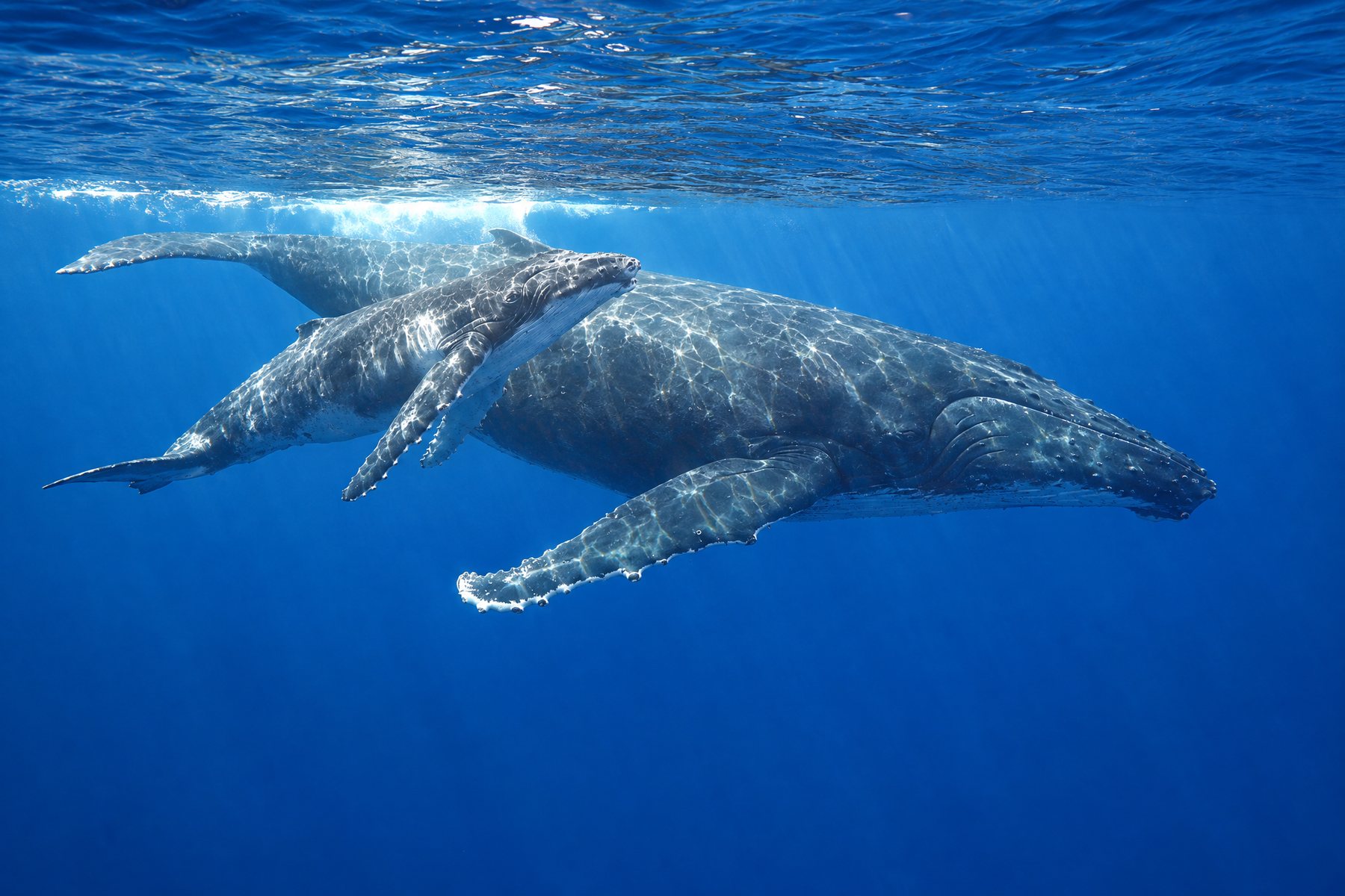 The whales
