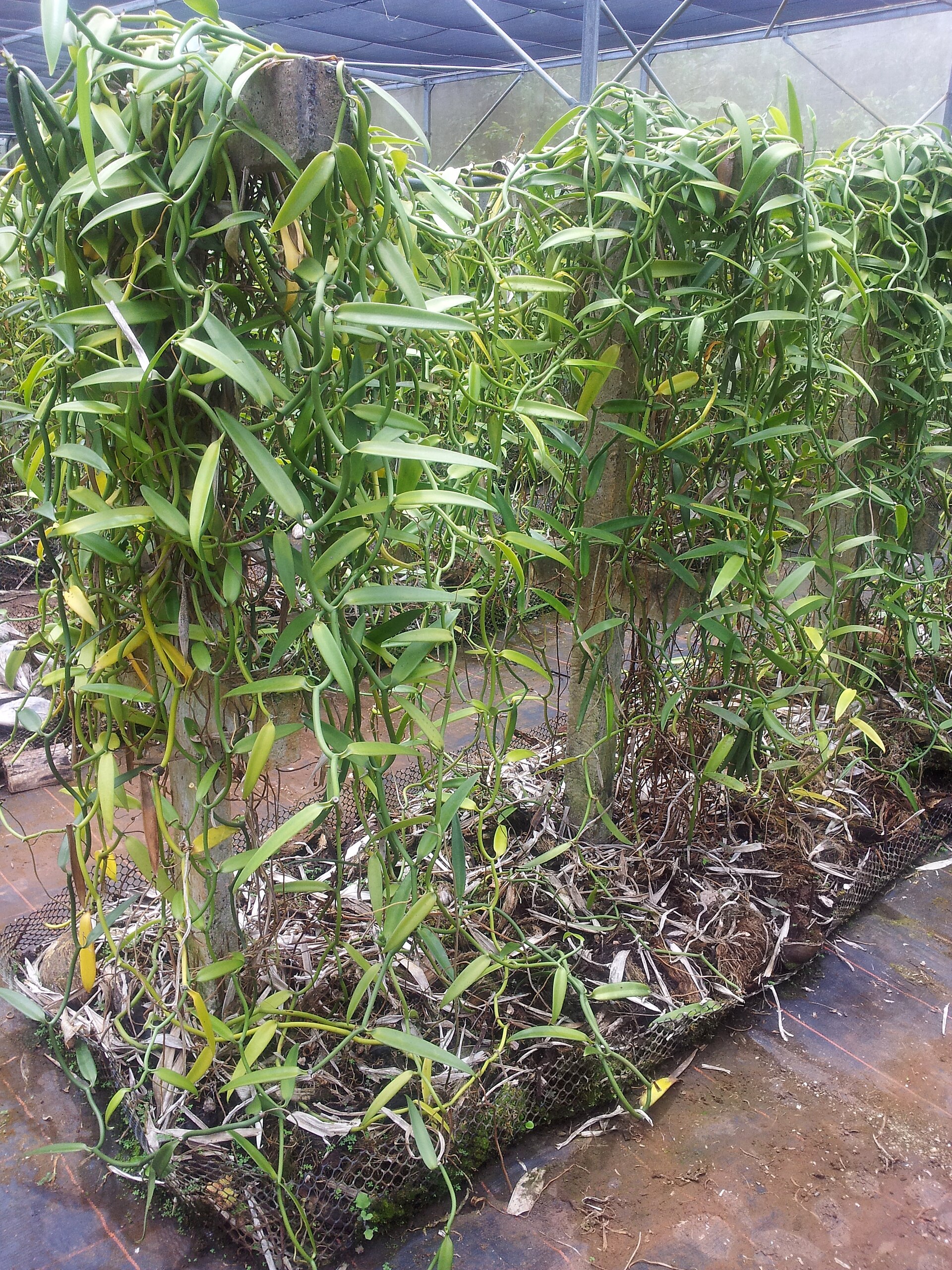 Vanilla vines under shade on Taha'a