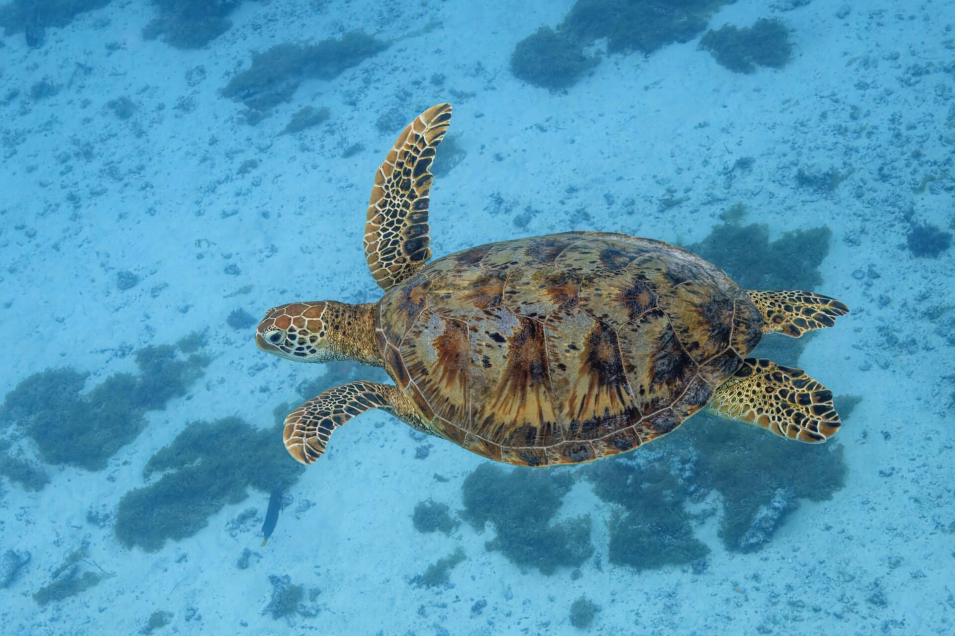 A green sea turtle at Moorea