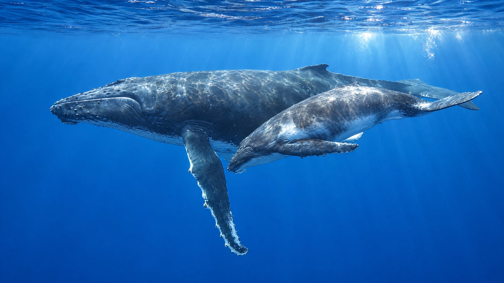 Whales