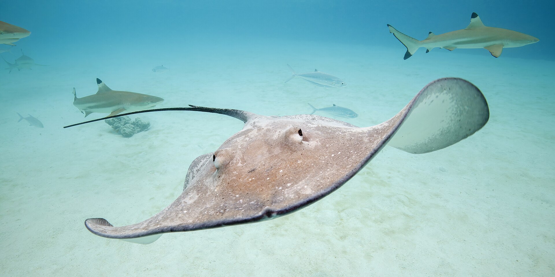 A pink whipray over sand at Moorea